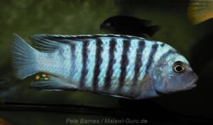 Metriaclima phaeos 'Hai Reef'